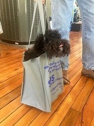 dog sticking their head out of a bag